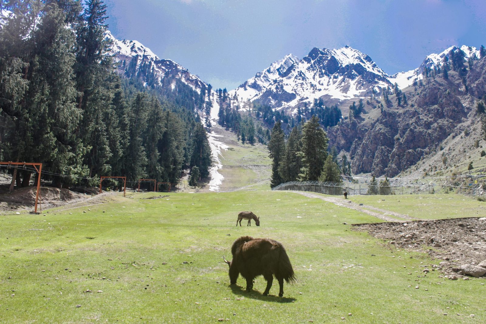 Yaks grazing in a forest clearing in Naltar Valley, Gilgit-Baltistan