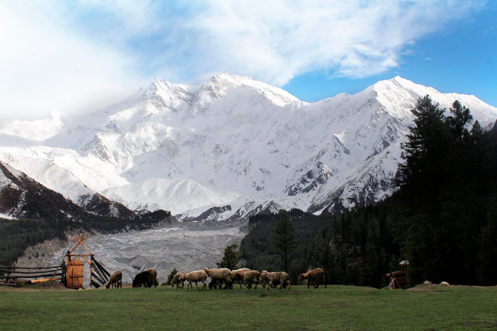 Das Massiv des Nanga Parbat erhebt sich über dem Wald bei Fairy Meadows