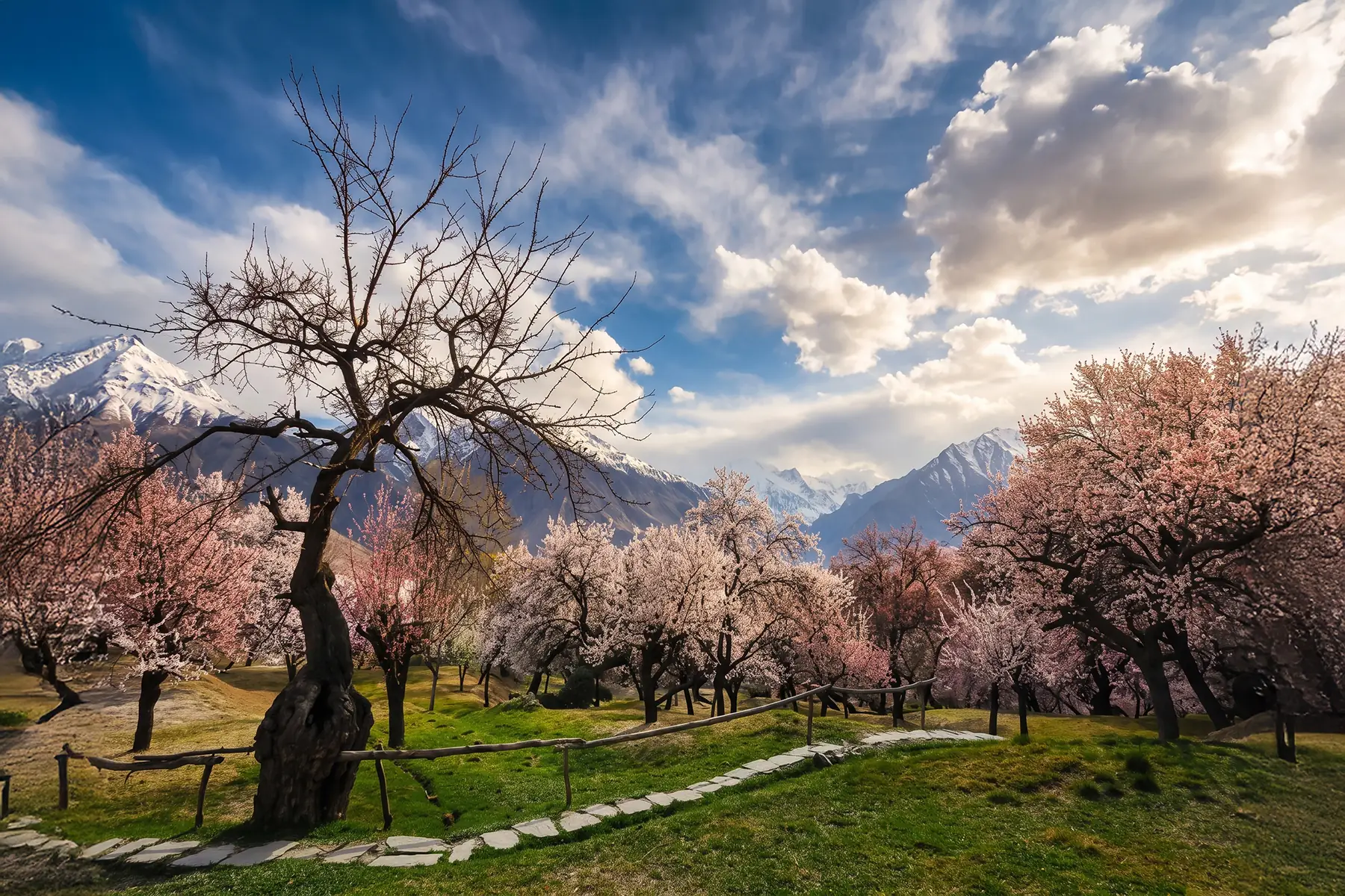 Stone path through a blossom orchard with a snow range behind