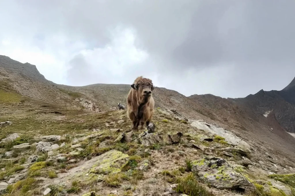 A yak standing on a high misty ridge, near the Shimshal Pass